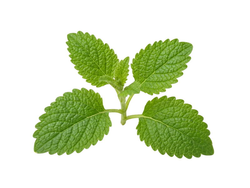 Representative lemon balm illustration on a transparent background